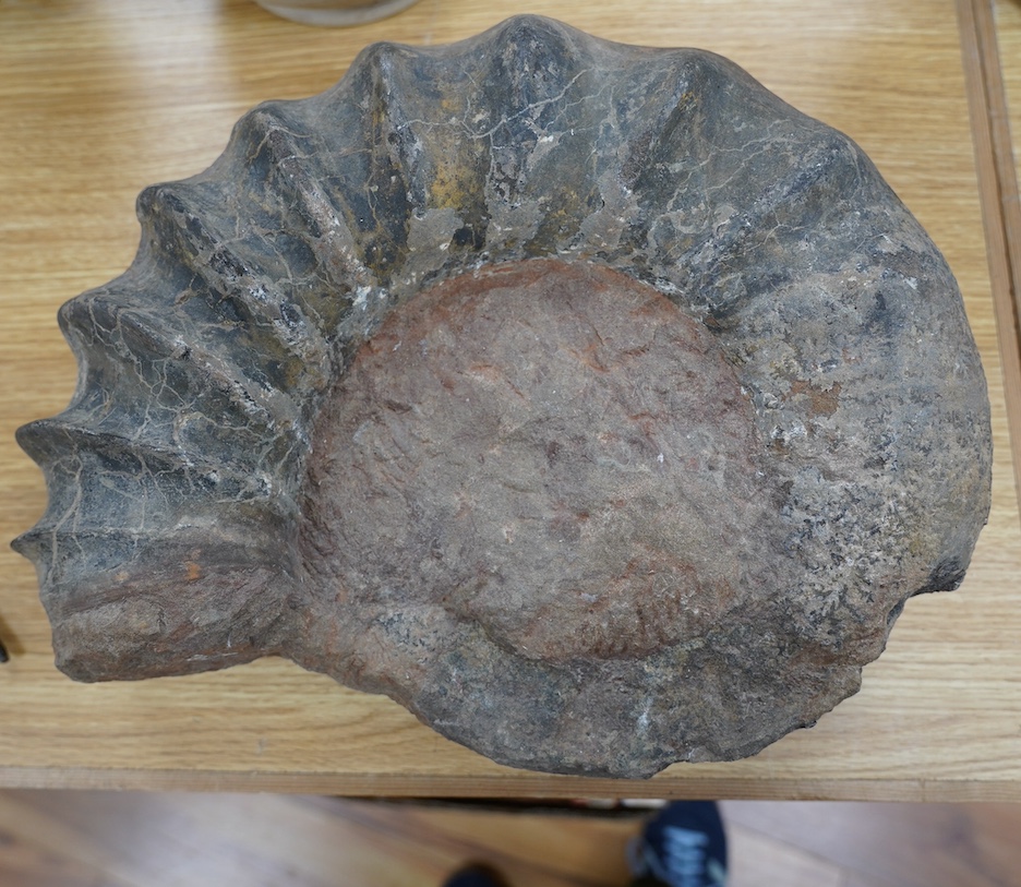 A large ammonite fossil, 40cm wide. Condition - good for age